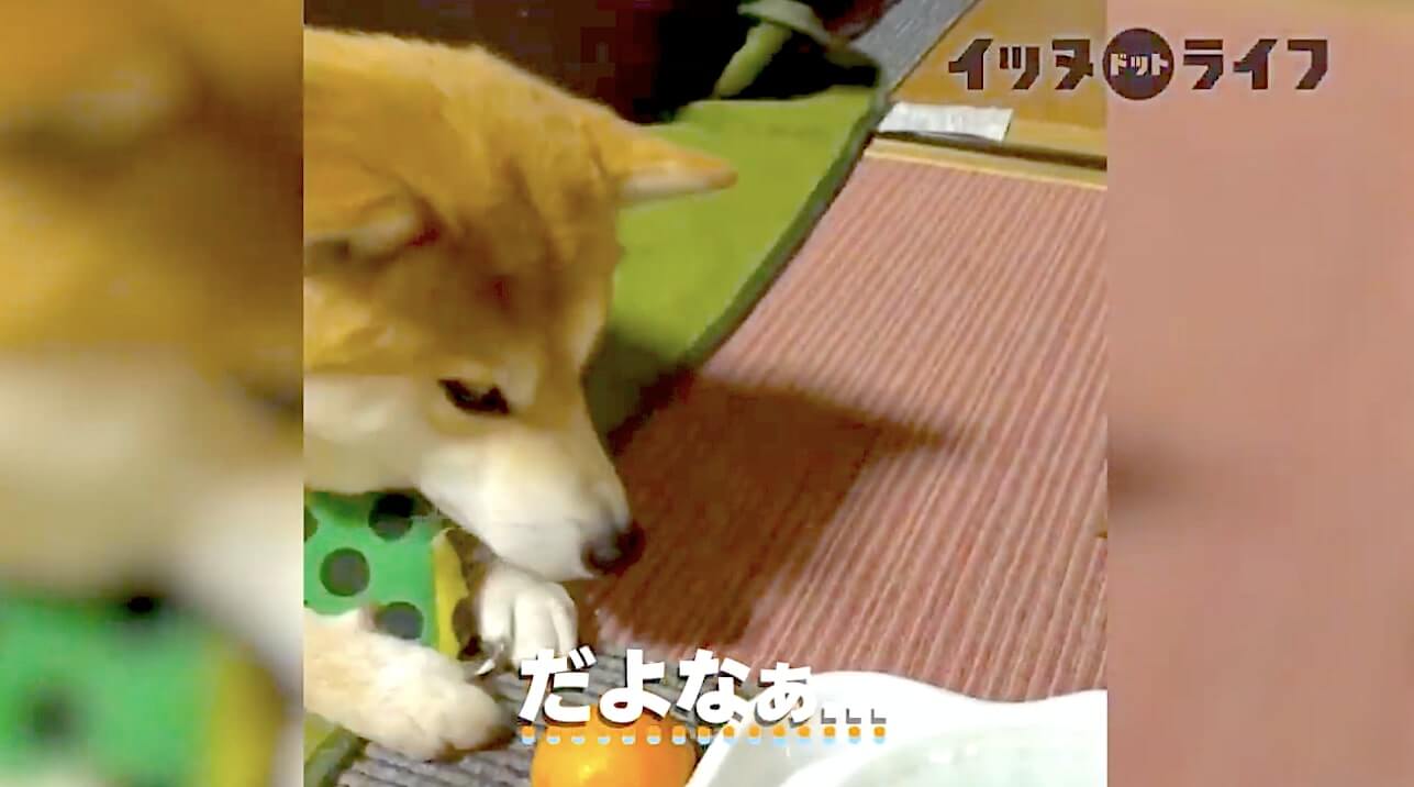 柴犬,動画,イッヌドットライフ
