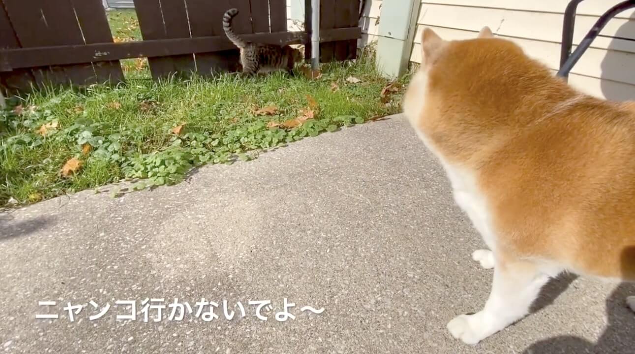柴犬,YouTube