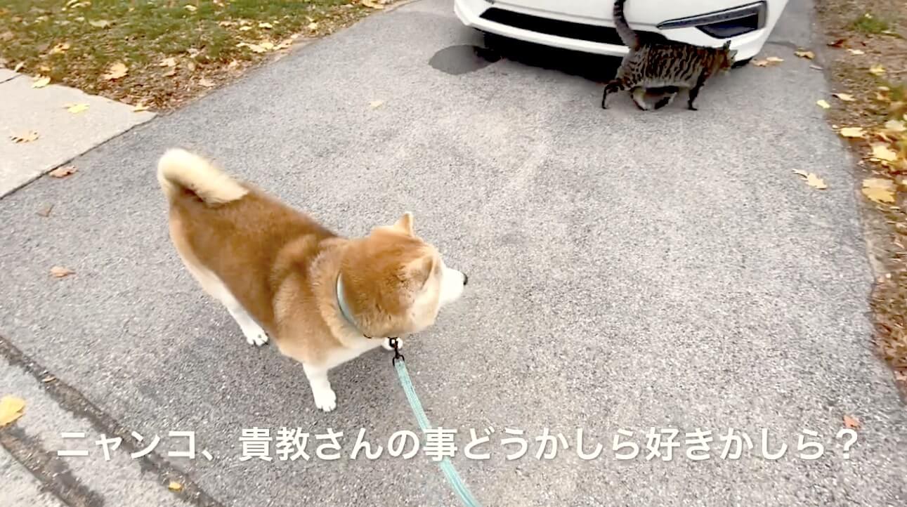 柴犬,YouTube