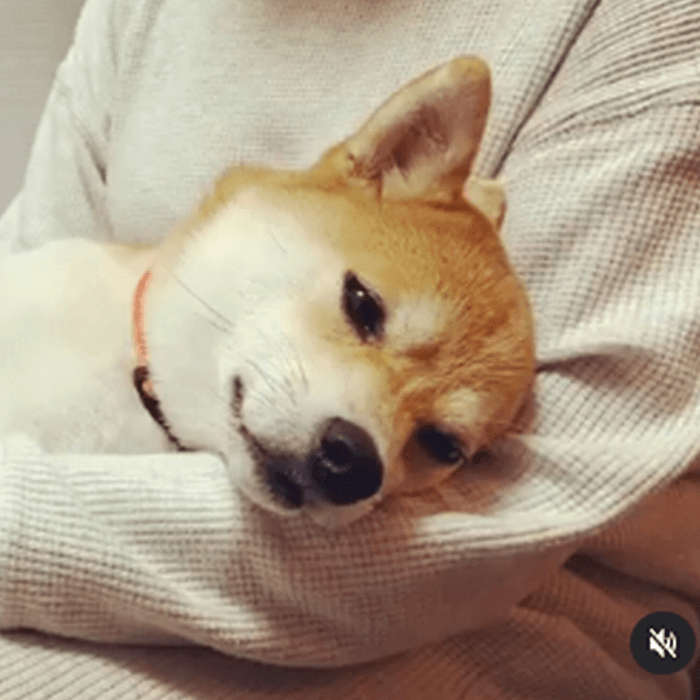 柴犬,Instagram