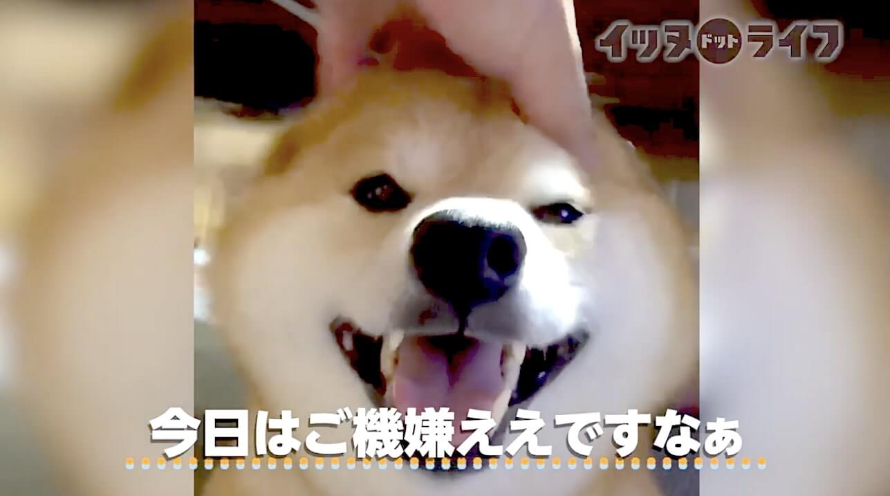 柴犬,動画,イッヌドットライフ