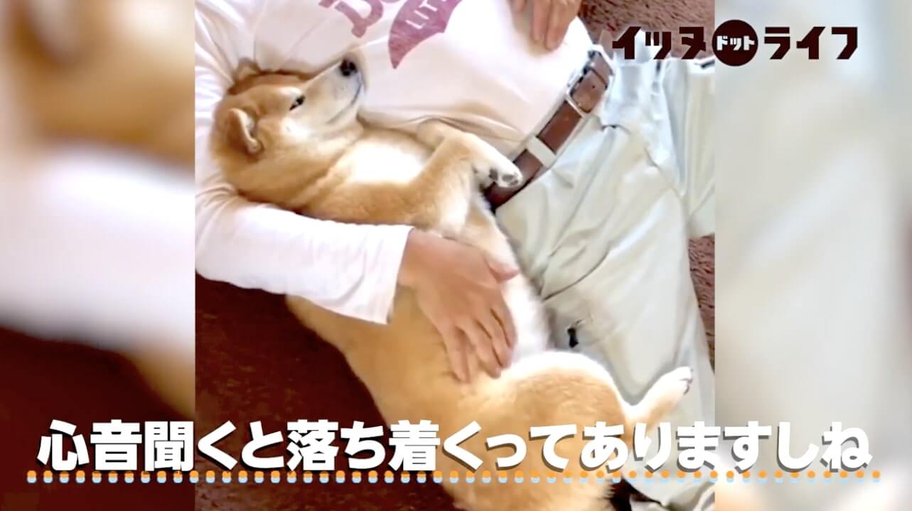 柴犬,動画,イッヌドットライフ