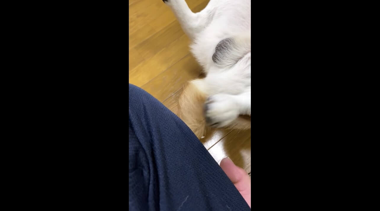 柴犬,YouTube