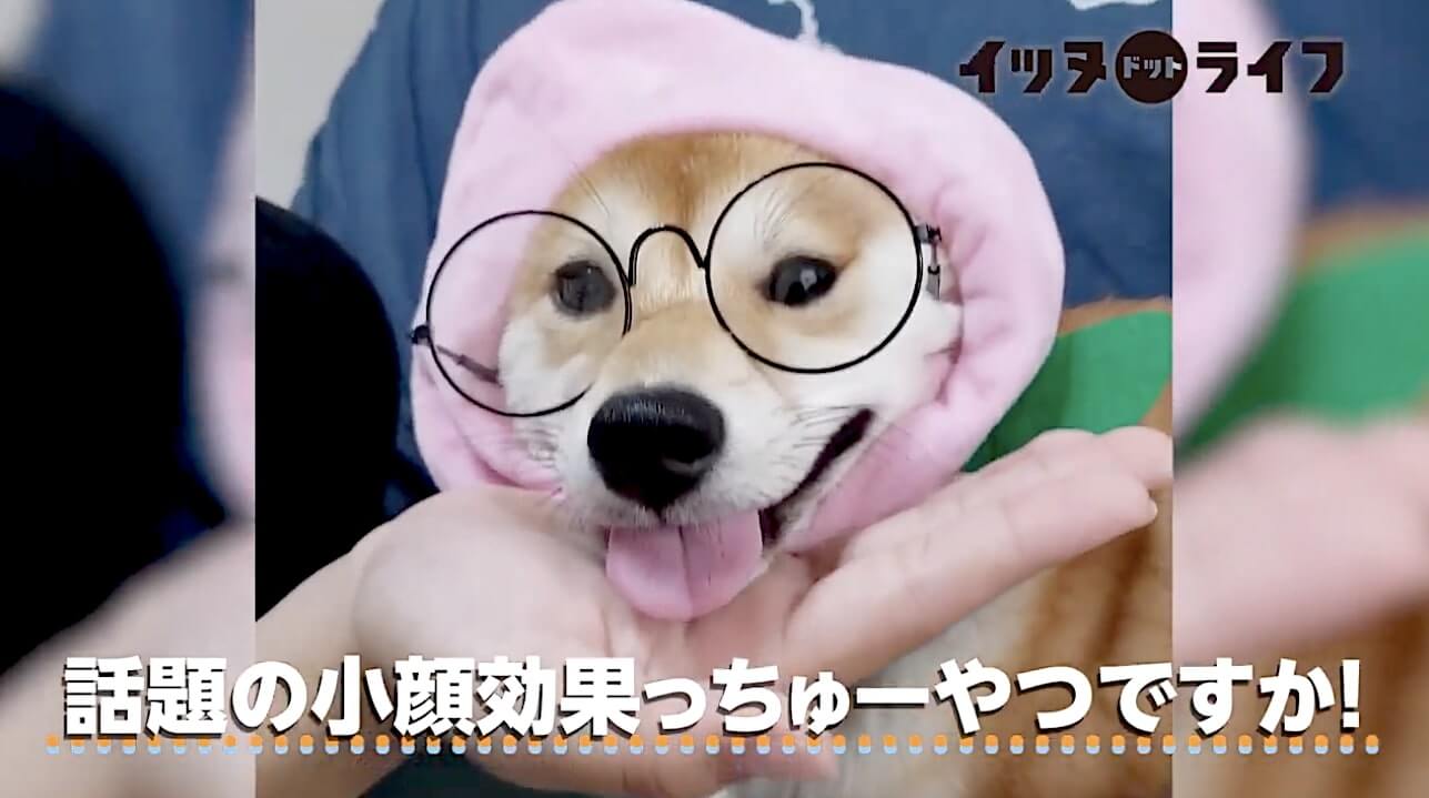 柴犬,動画,イッヌドットライフ