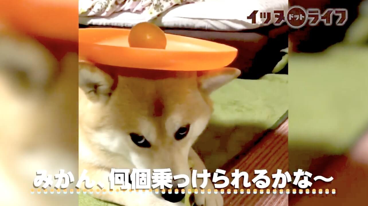 柴犬,動画,イッヌドットライフ