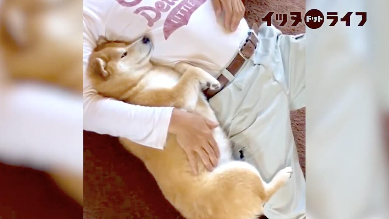 柴犬,動画,イッヌドットライフ
