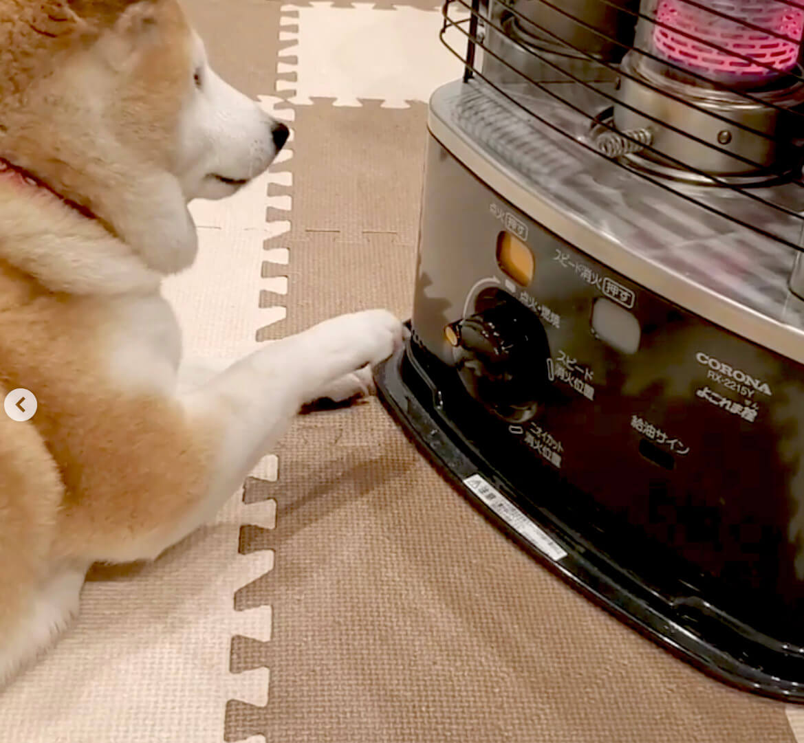 柴犬,Instagram