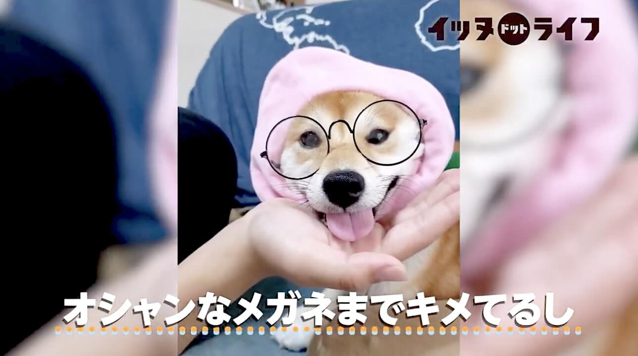 柴犬,動画,イッヌドットライフ