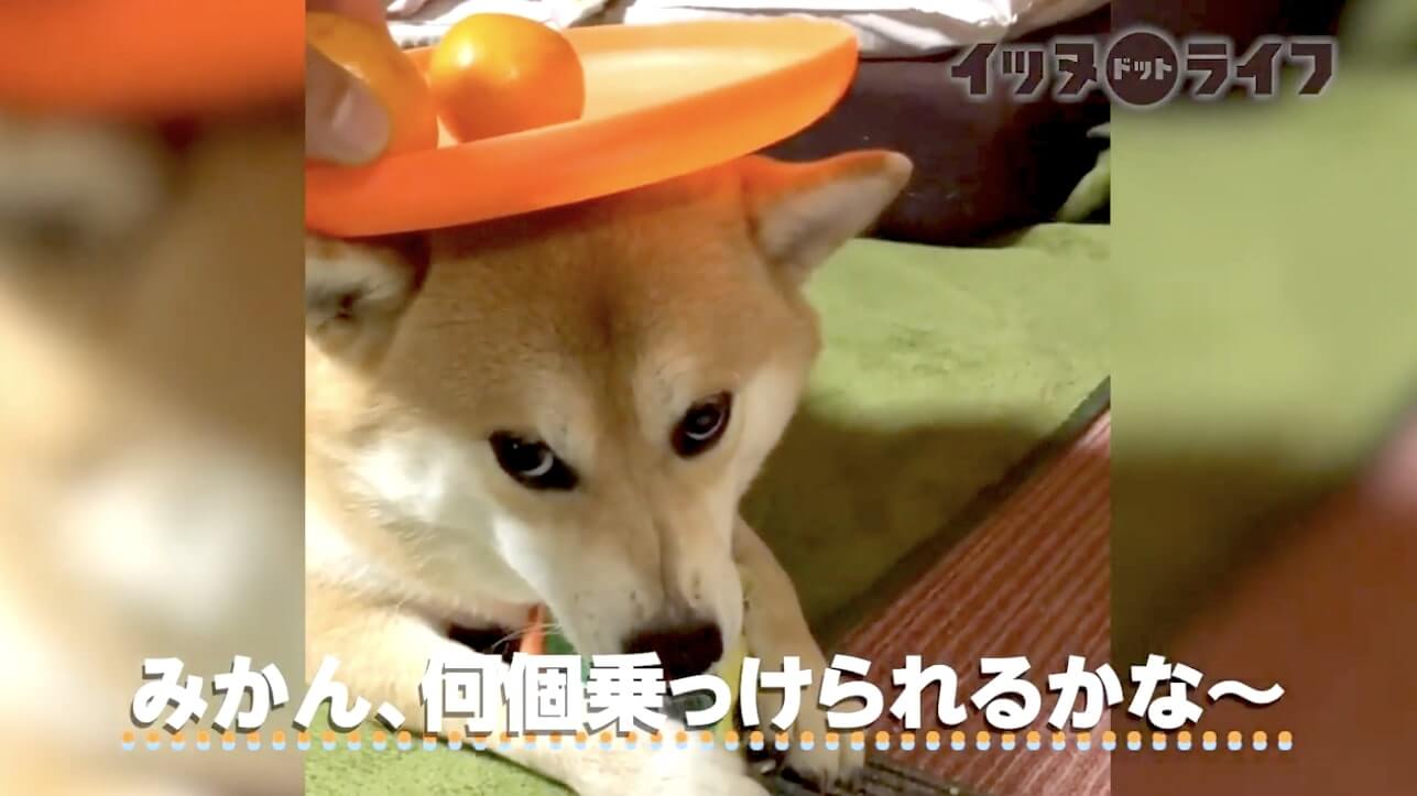 柴犬,動画,イッヌドットライフ