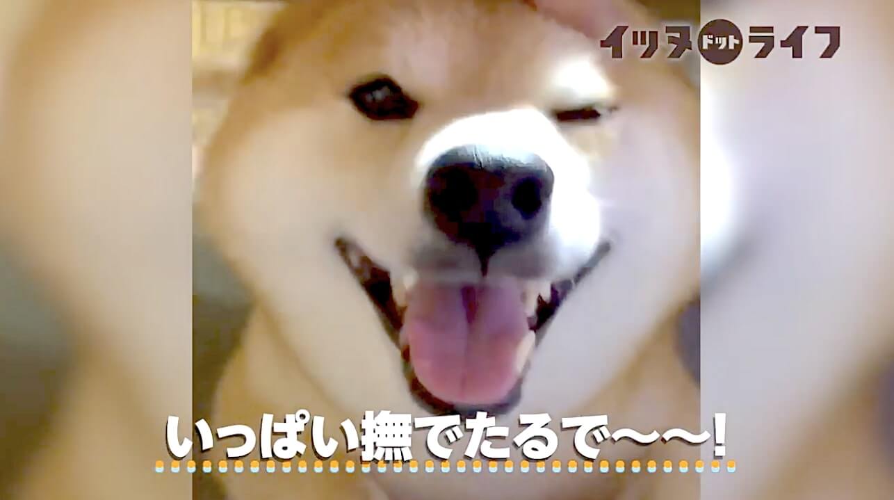 柴犬,動画,イッヌドットライフ