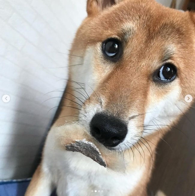柴犬,Instagram