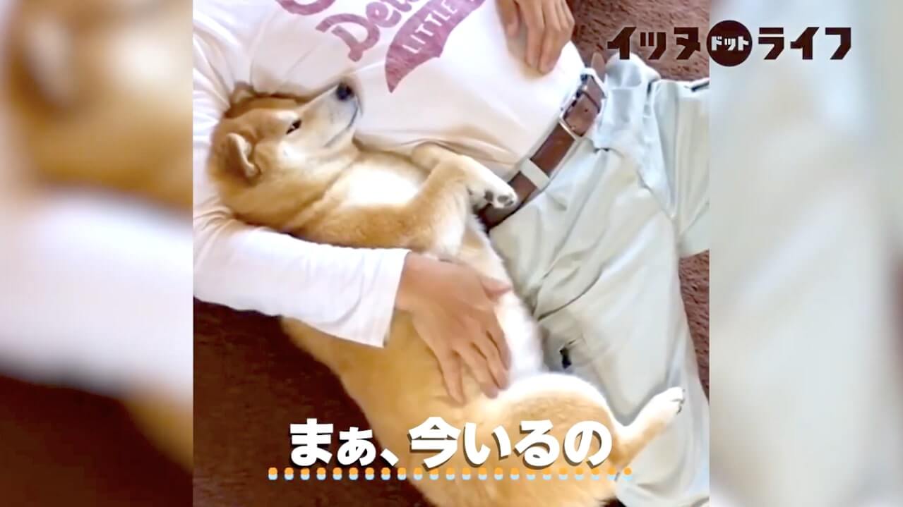 柴犬,動画,イッヌドットライフ
