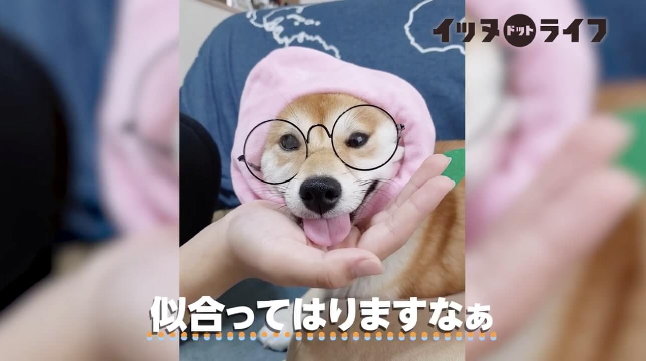 柴犬,動画,イッヌドットライフ