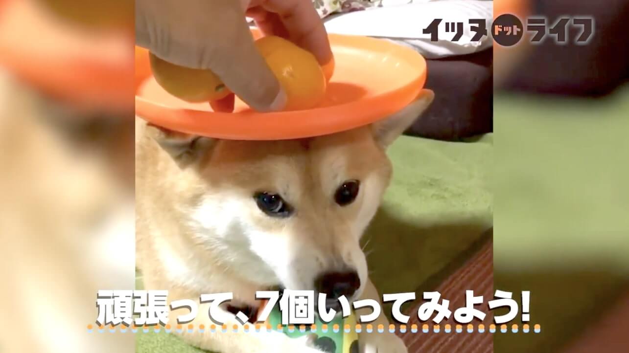 柴犬,動画,イッヌドットライフ