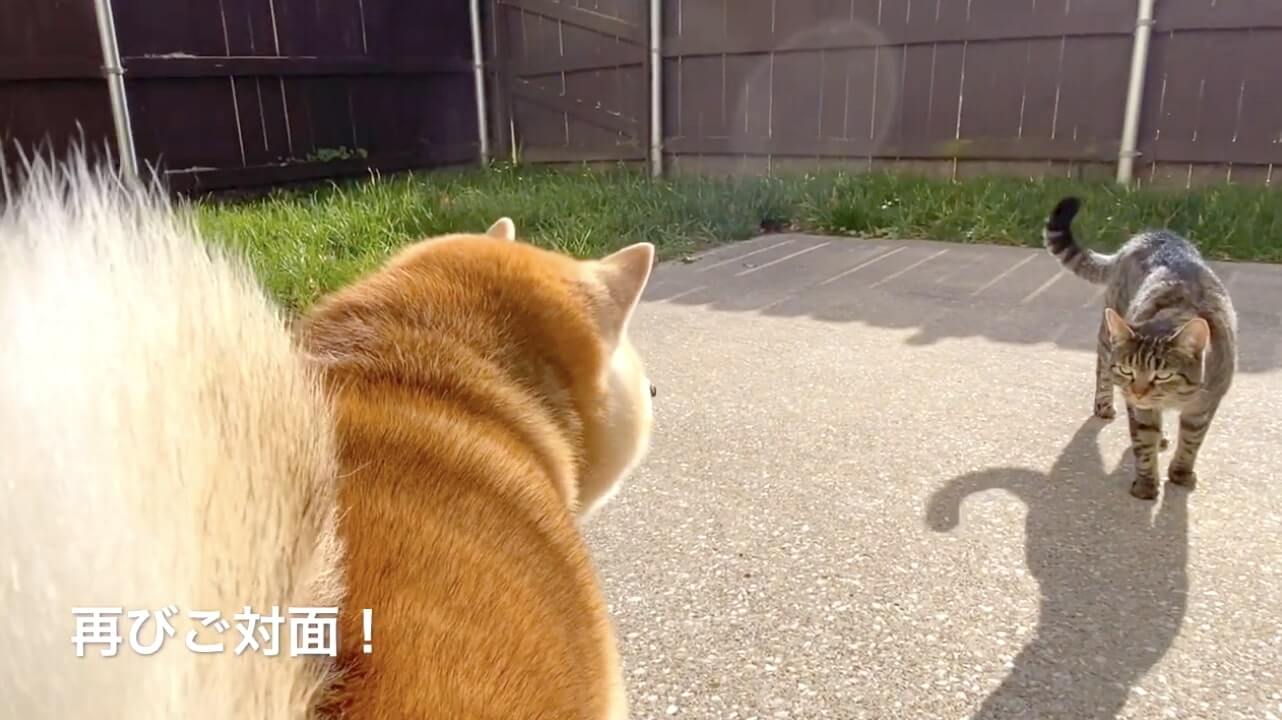 柴犬,YouTube