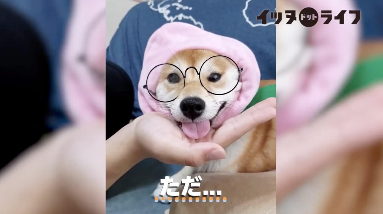 柴犬,動画,イッヌドットライフ