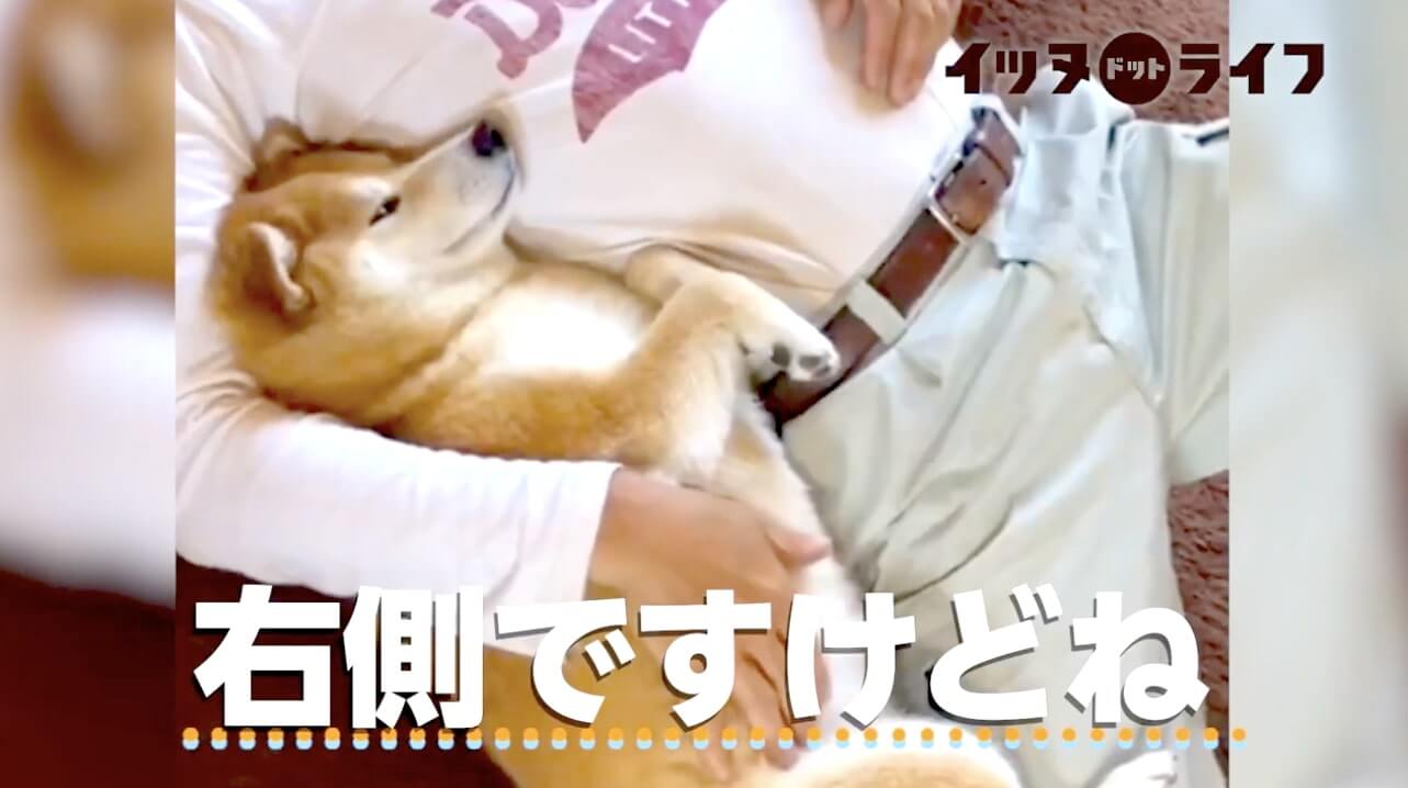 柴犬,動画,イッヌドットライフ