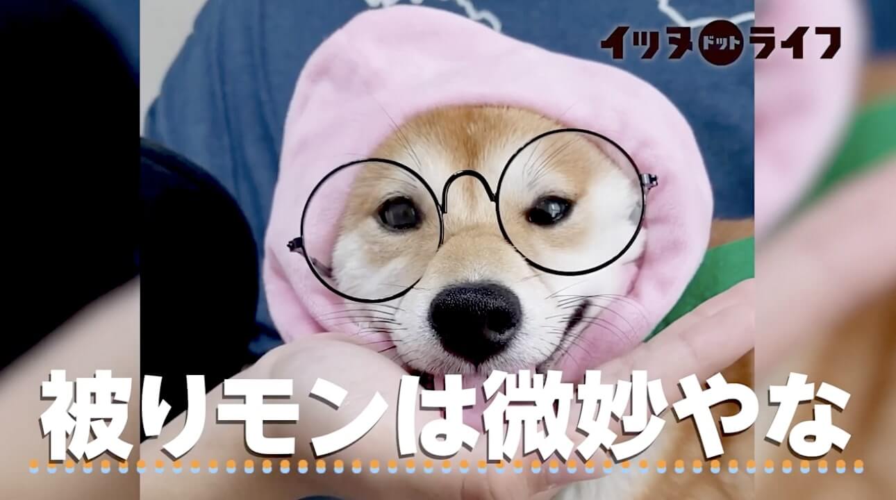 柴犬,動画,イッヌドットライフ