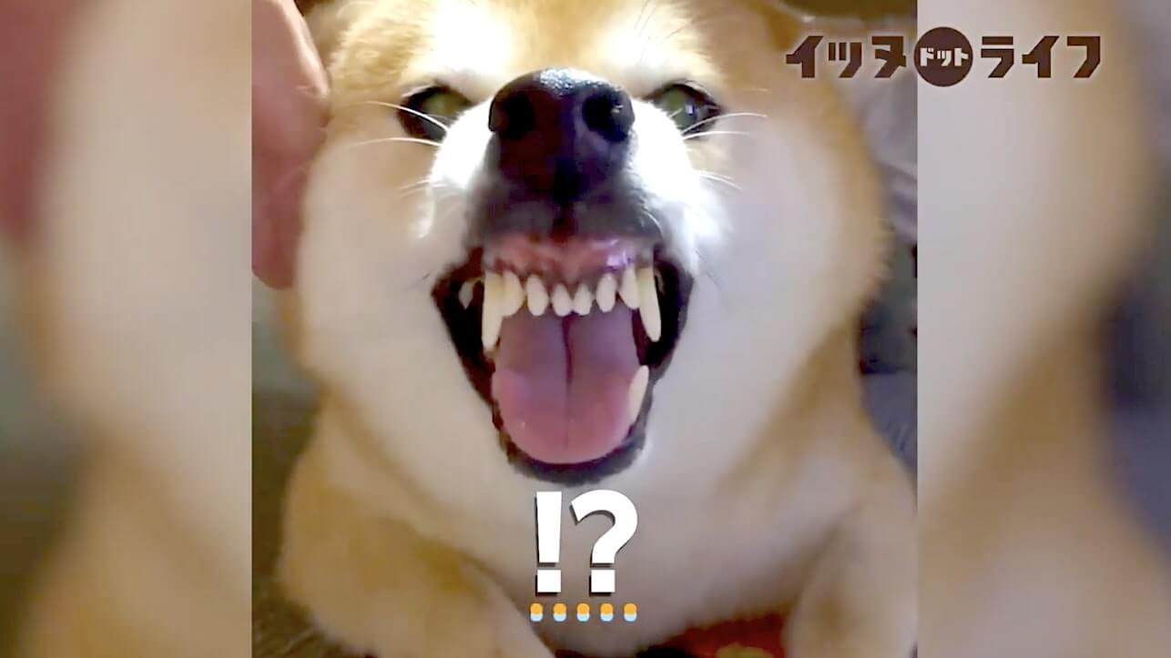 柴犬,動画,イッヌドットライフ