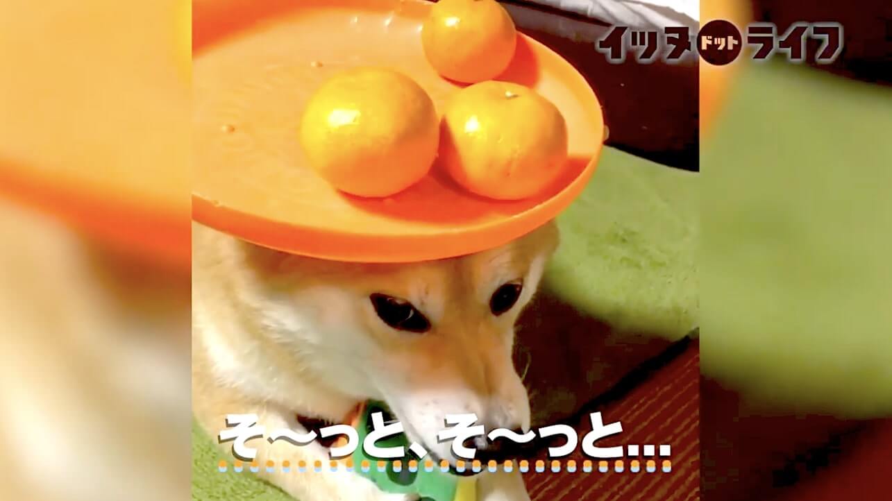 柴犬,動画,イッヌドットライフ