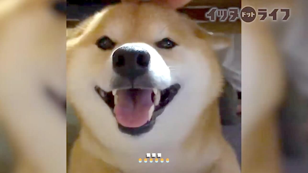 柴犬,動画,イッヌドットライフ