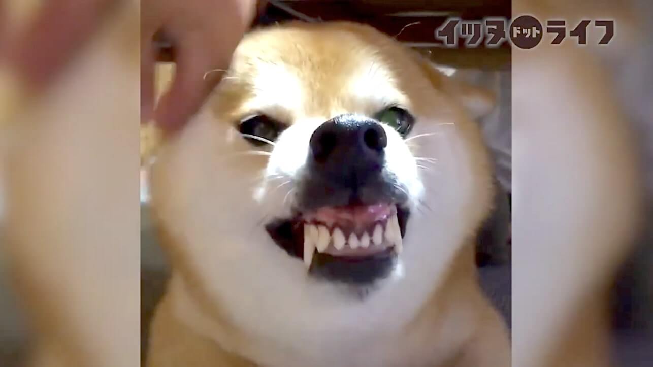 柴犬,動画,イッヌドットライフ