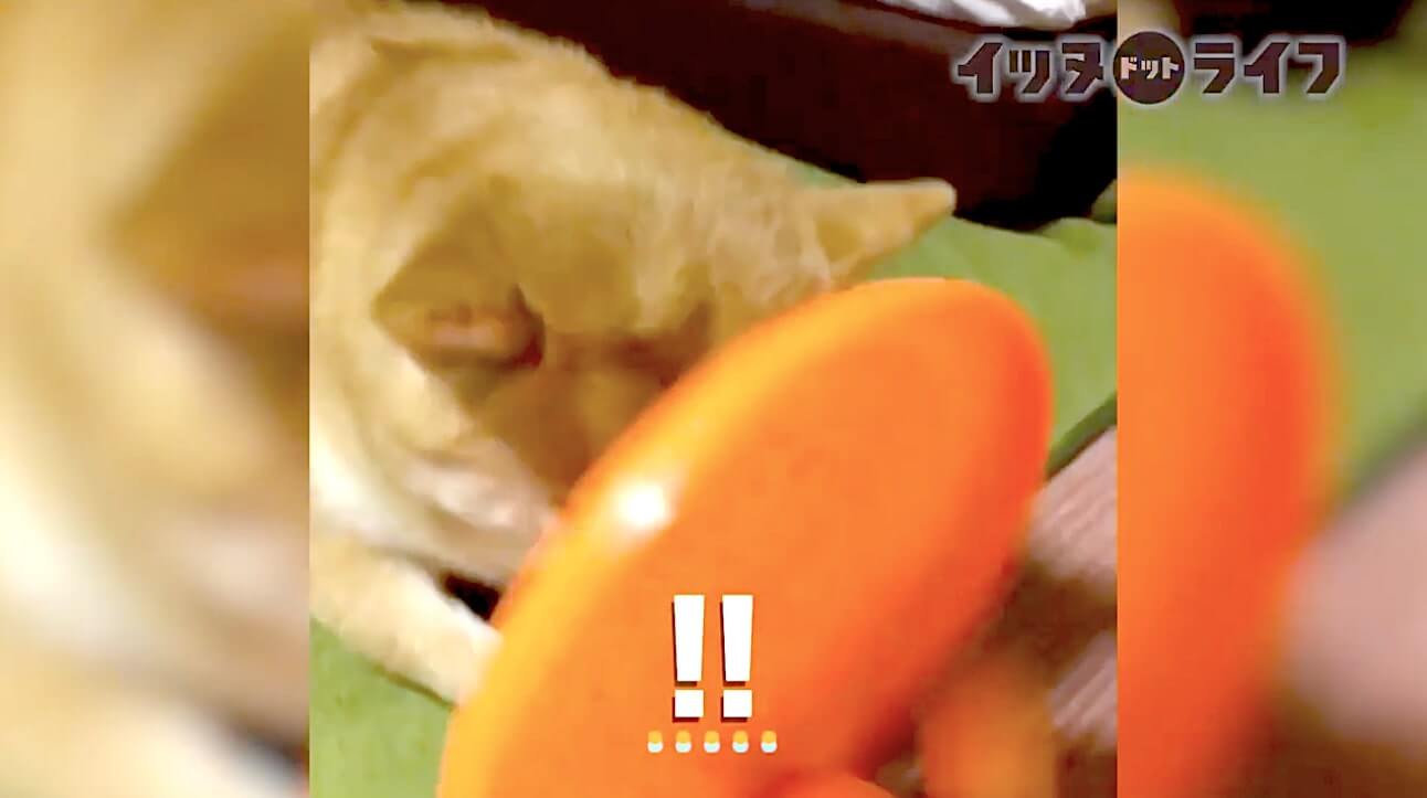 柴犬,動画,イッヌドットライフ