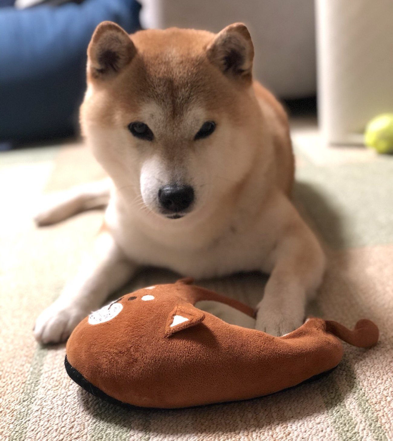 柴犬,和柄,着物,ハーネス