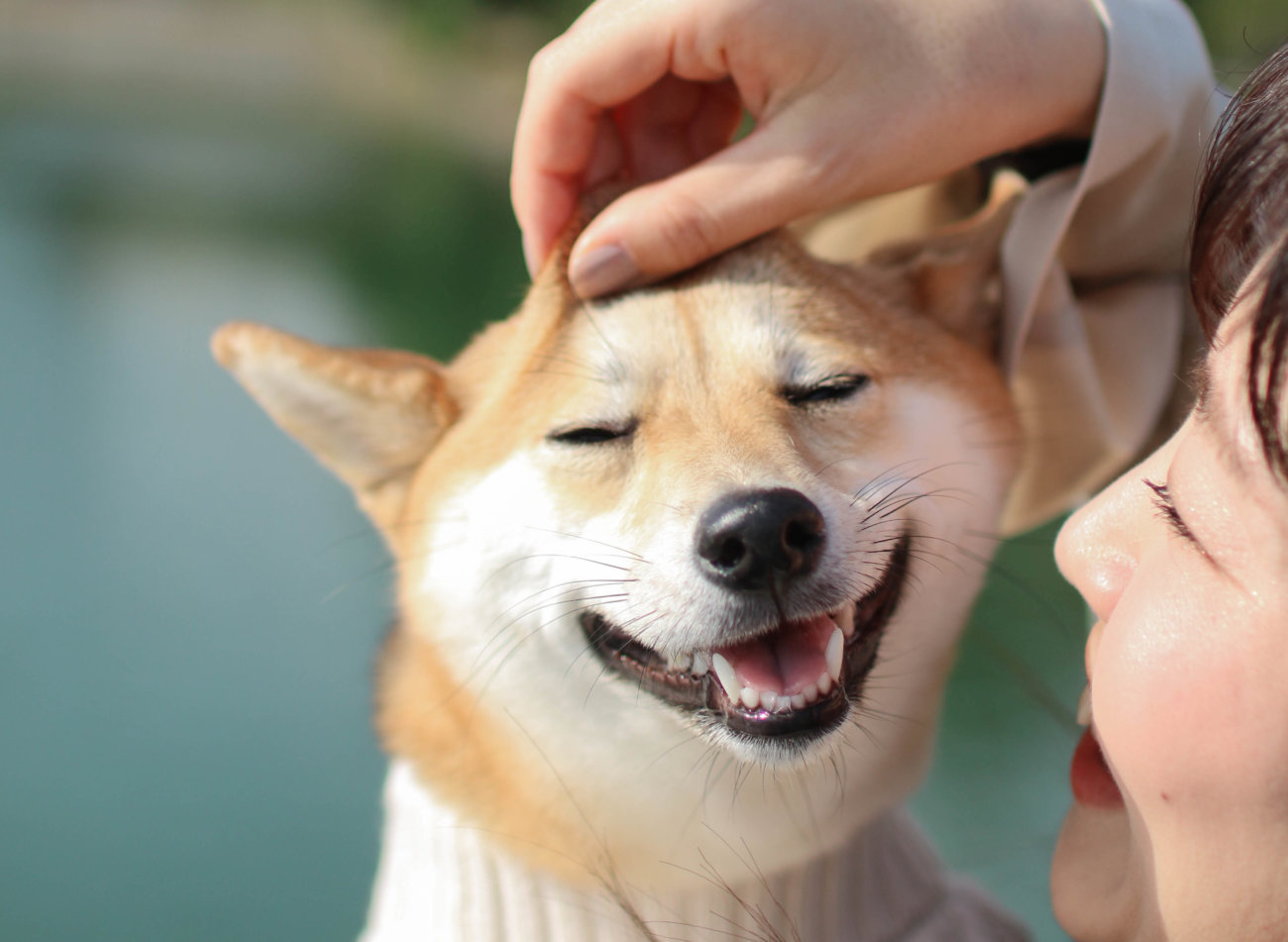 雑誌版 柴犬ライフ