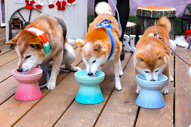 柴犬,ドッグカフェ