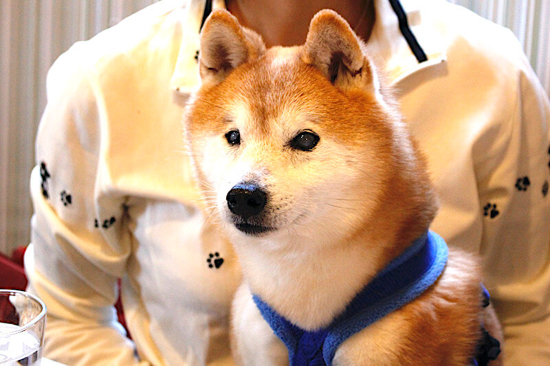 柴犬,ドッグカフェ