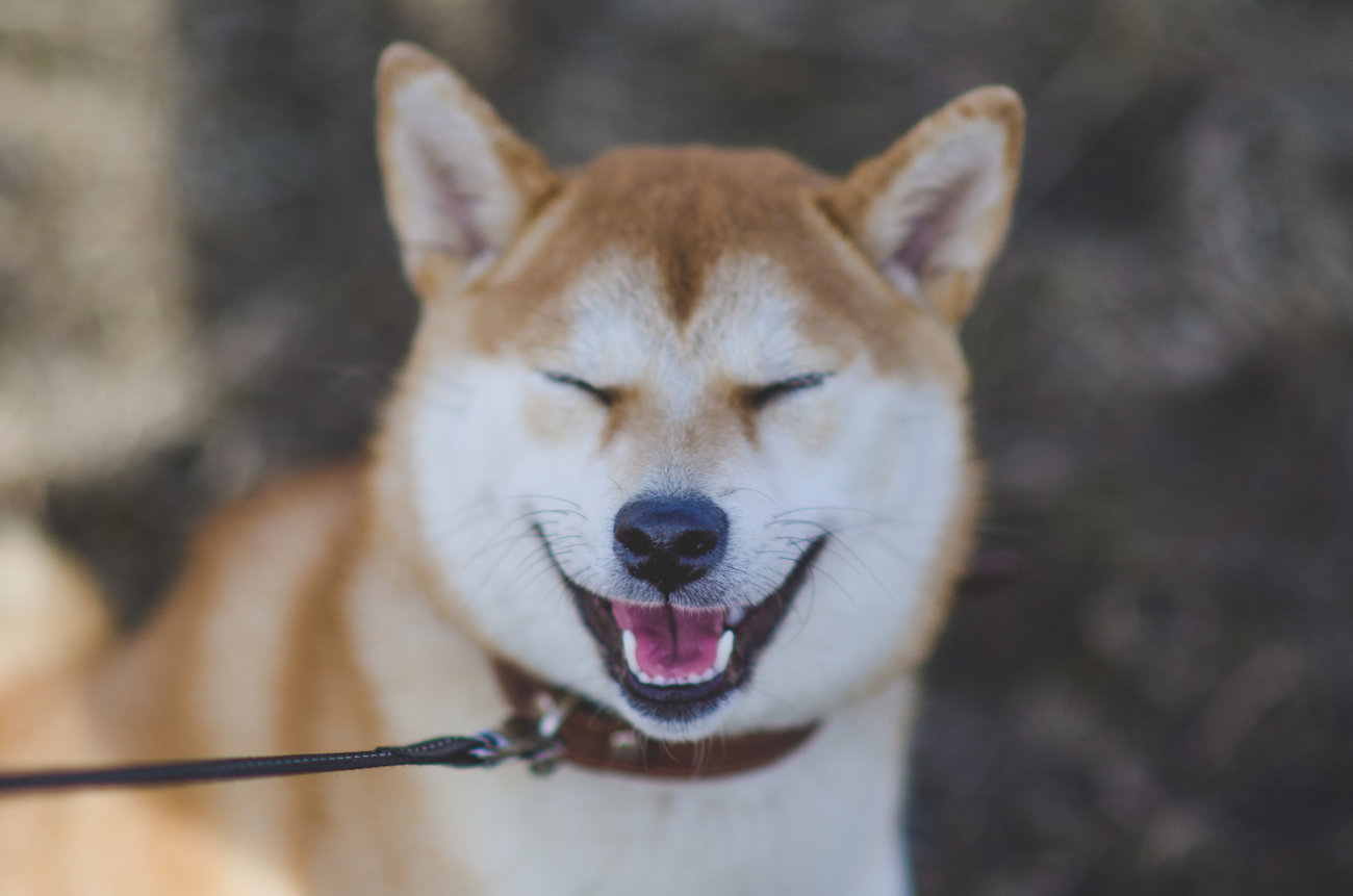 柴犬,フード,NOW FRESH,ナウフレッシュ