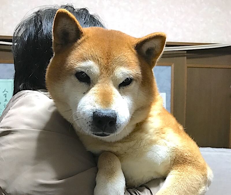 柴犬