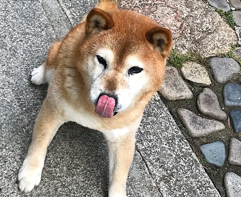 柴犬