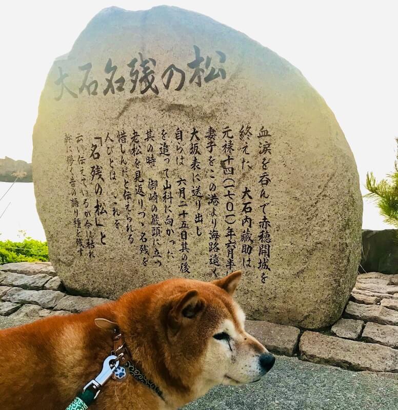 柴犬
