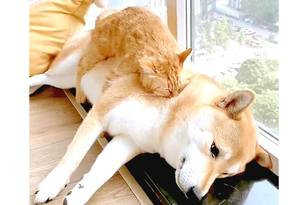 24時間、毎日ずっと仲良しの猫と柴犬。圧倒的に微笑ましくて、自然と