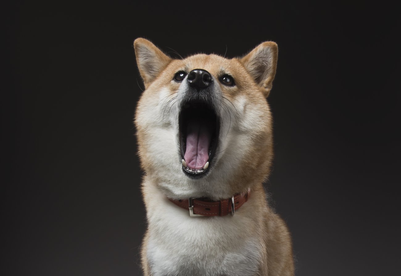 雑誌版 柴犬ライフ