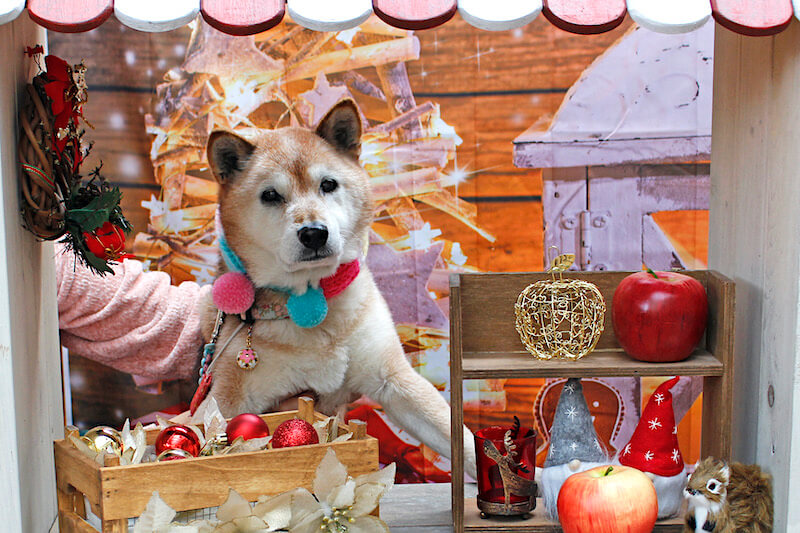 柴犬とオーナー