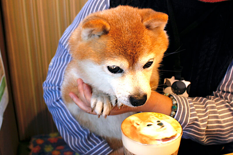 柴犬とオーナー