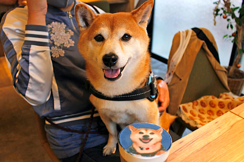 柴犬とカフェラテ