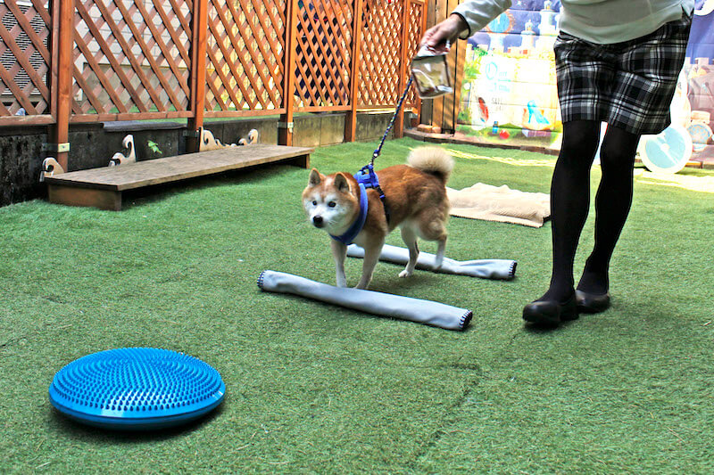 トレーニングする柴犬