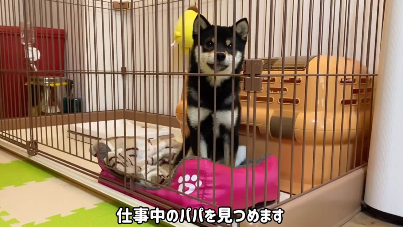 柴犬,YouTube