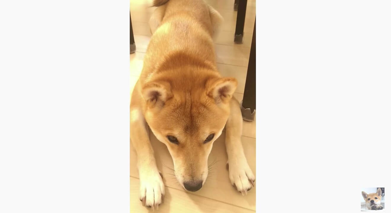 柴犬,YouTube