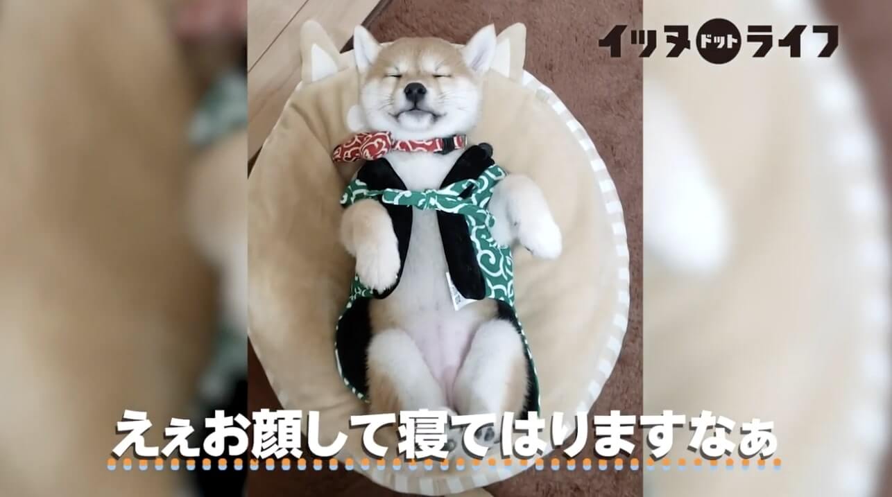 柴犬,動画,イッヌドットライフ