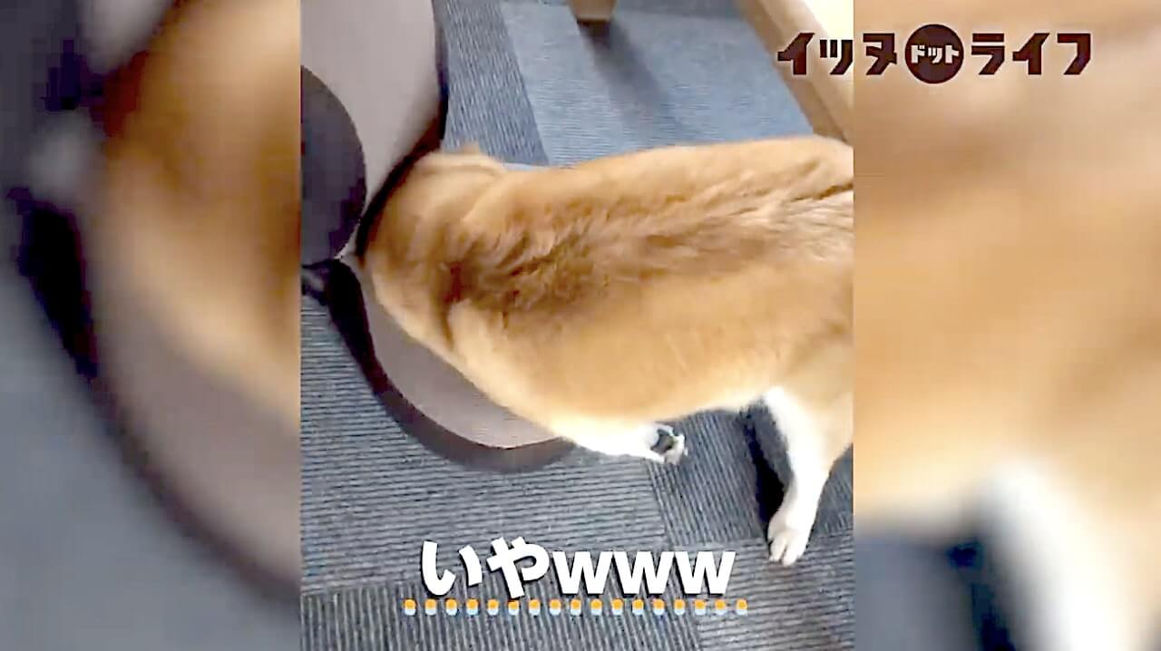 柴犬,動画,イッヌドットライフ