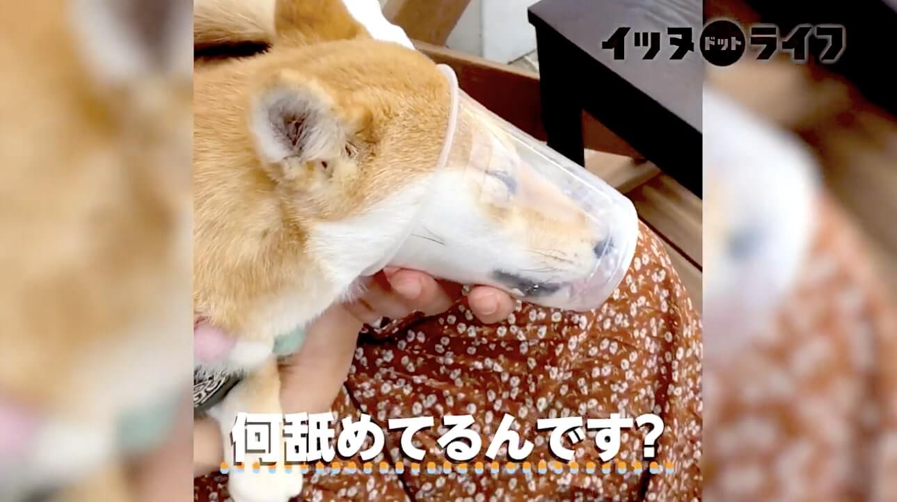 柴犬,動画,イッヌドットライフ