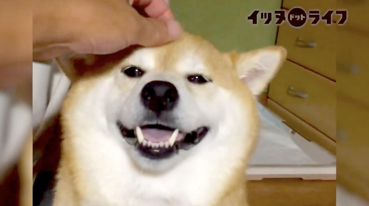 柴犬,動画,イッヌドットライフ