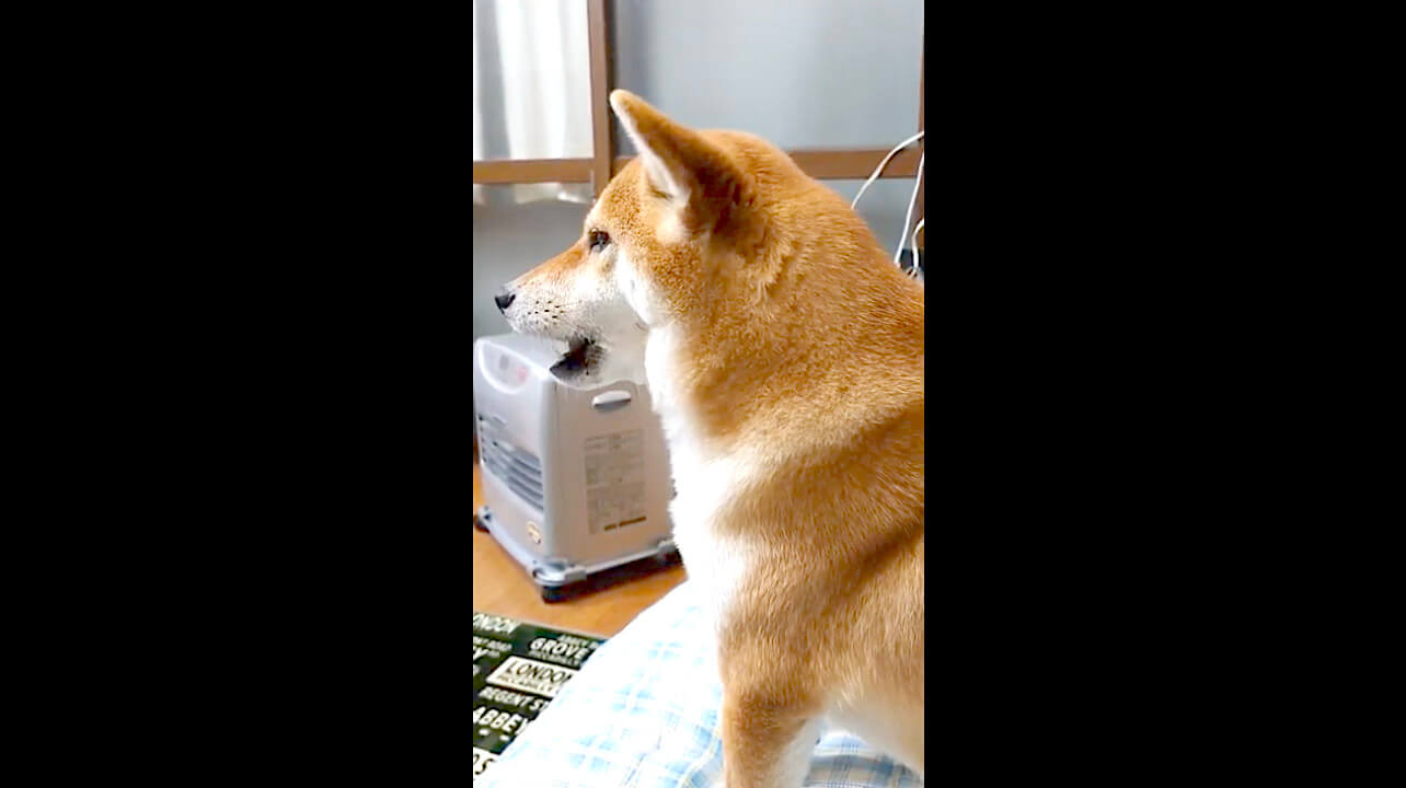 柴犬,YouTube