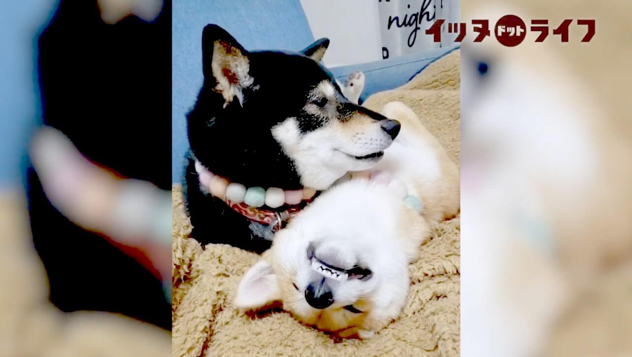 柴犬,動画,イッヌドットライフ