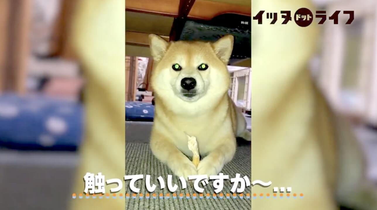 柴犬,動画,イッヌドットライフ
